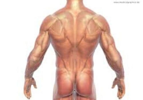 Back Muscle Group