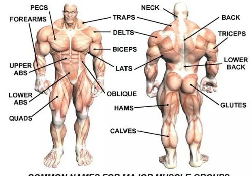 main muscle groups