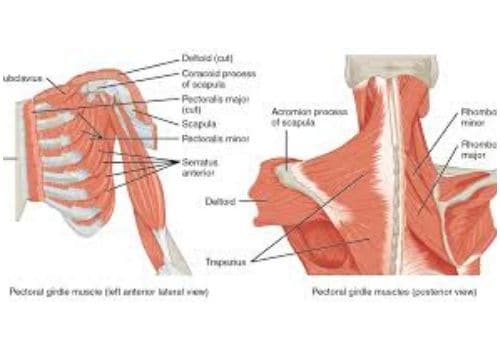 shoulder muscles