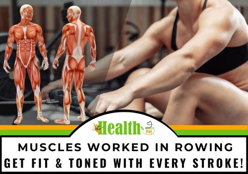 muscles worked in rowing